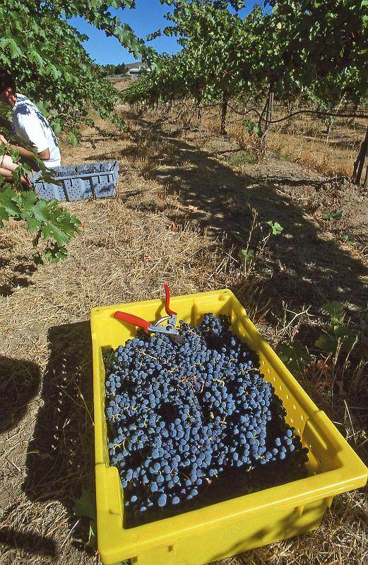 1996-10 Harvest at Tapteil 02.jpg